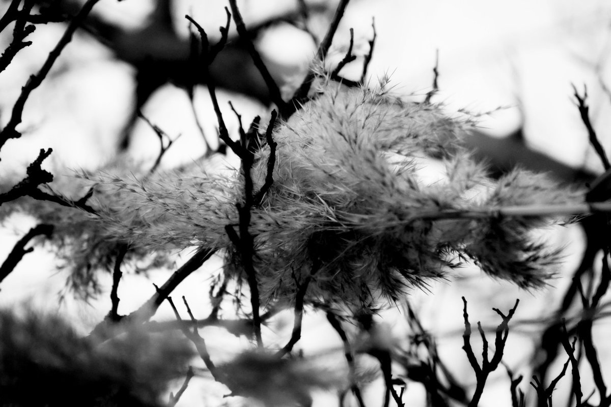 Fotografia senza titolo, di Delia Biele