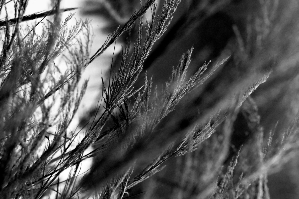 Fotografia senza titolo, di Delia Biele