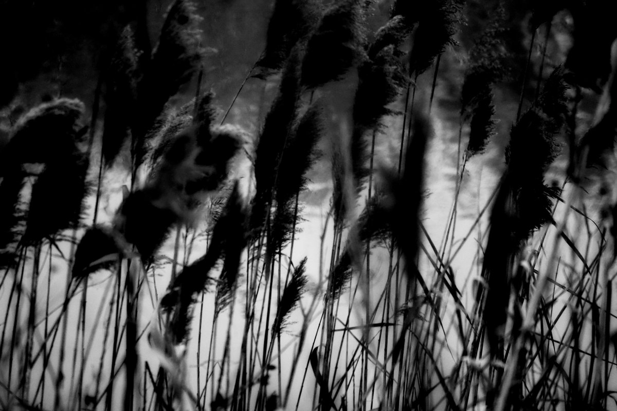Fotografia senza titolo, di Delia Biele
