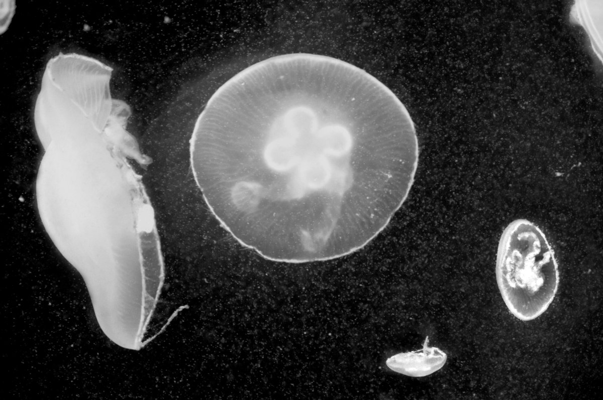 Mare dentro, di Morena Giraldi
